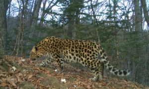Amur Leopard