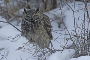 Great Horned Owl