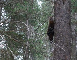 American Marten