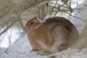 Snowshoe Hare