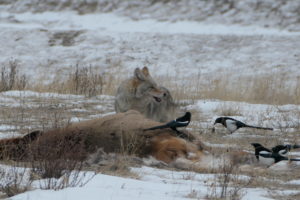 Banff: Nature Photography