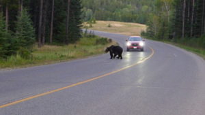 Banff's Wildlife Dilemma